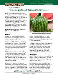 How To Grow Watermelons How To Grow Watermelon Growing Vegetables Watermelon
