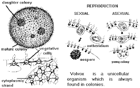 Ohapbio12 Licensed For Non Commercial Use Only Volvox
