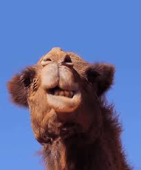 Thick eyebrows shield the eyes from the desert sun. Camel Gifs Get The Best Gif On Giphy