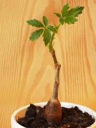 Image result for Cyphostemma hypoleucum