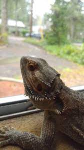 Sobek Staring Out The Window Bearded Dragon Lizard Animals
