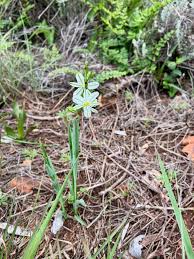 Image result for Cyphostemma lanigerum