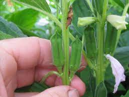Like all little plants, they made a mad stretch towards the sun, and i made sure they had enough water and turned their pot often to try to keep them growing upwards. How To Grow Sesame Seeds Aka Benne Seeds Plant Instructions