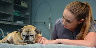 Industry:veterinary services, pet sitters, veterinarian. Veterinary Emergencies Jupiter Animal Hospital In Palm Beach County