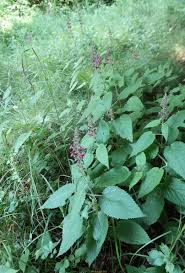 Image result for Stachys aculeolata