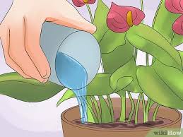 I use a standard potting soil. How To Grow Anthurium Plants 15 Steps With Pictures Wikihow