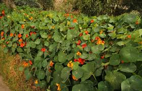 Image result for Tropaeolaceae