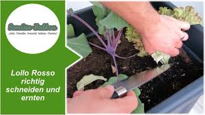 Lactuca sativa, lollo rosso lettuce. Lollo Rosso Richtig Schneiden Und Ernten Youtube