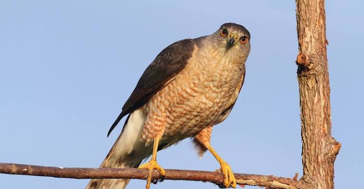 Wendy Paulson's Birds of Barrington | Cooper's Hawk - 365Barrington