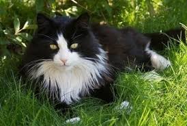 Black and white coat patterns, which are also called bicolor or piebald, can be found in an assortment of different cat breeds, but there is no cat breed that white wrapping around the midsection of an otherwise black cat is called a band or a cumberbund and is very rare. Top 10 Long Haired Cat Breeds And Their Characteristics