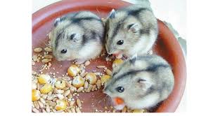 Purchase a small ceramic bowl. What Can Hamsters Eat Besides Hamster Food Quora