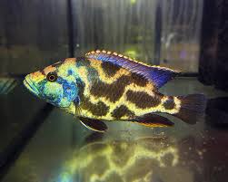 Image result for Macrotyloma daltonii