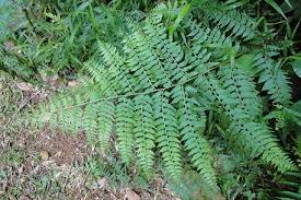 Image result for Microlepia speluncae