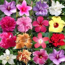 Details about national flower of philippines , native and popular flowers grown in philippines. Hidden Valley Hibiscus Worldwide Hibiscus Garden In The Philippines