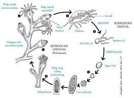 Check spelling or type a new query. Coelenterata Adalah Pengertian Ciri Peran Struktur Contoh
