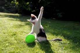By all accounts, killing kittens parties are demonstratively extravagant; When I See Cat Try To Killed My Baloon Imgur