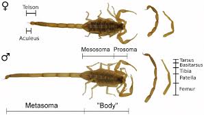 The types were destroyed in a fire, and when wood (1863) reported scorpions from texas, he called the texas one we now know as c. Morphology Of Representative Male And Female Scorpions Centruroides Download Scientific Diagram