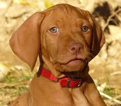 Many vizslas get allergies, but not all vizslas are allergic to the same things, so there's not always a we have a medium sized back yard but have a large field near us. Vizsla Puppies For Sale Sokoldalu Vizslas Vizsla Puppies For Sale Vizsla Puppies Vizsla