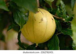 Image result for Oncoba