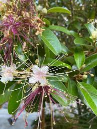 Virgin's bower, devil's darning needles, old man's beard clematis virginiana* (native) family: Native Plants For Sale At The Key West Tropical Forest Konk Life