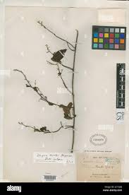 Image result for Illigera