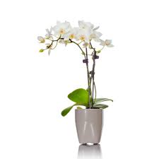 Just Add Ice White Mini Orchid Plant In Ceramic Pot 231181 The Home Depot Orchid Plants Plants Orchids