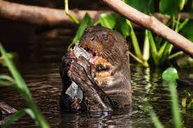 Pin By Lada Hrdlicka On Animals Pantanal Amazon Rainforest Otters