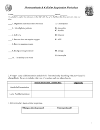What products of photosynthesis are used as reactants in. Photosynthesis And Respiration Worksheet