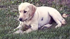 The pointing labrador is a retriever that points upland game birds, and retains all the retriever's great assets. How To Make Homemade Dog Food For Labradors Petcarerx