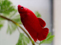 Betta fish are very smart fish and can learn all kinds of tricks, such as jumping out of the water. Can Betta Fish Jump Out From Fish Tank Ultimatebettas
