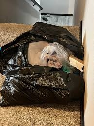 Pourquoi mon chat se détend-il dans un sac-poubelle ?