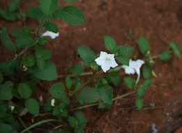 Image result for Ruellia patula