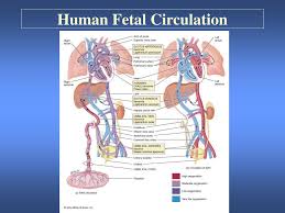 The first is a decrease in the resistance in. Fetal Circulation Ppt Fetal Circulation Pdf