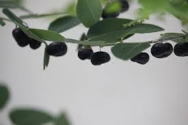 Image result for Phyllanthus reticulatus