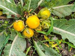 Easton's bible dictionary a garden herb (ruta graveolens) which the pharisees were careful to tithe (luke 11:42), neglecting weightier matters. Revisiting The Medicinal Plants Of The Bible And The Holy Land Research Outreach