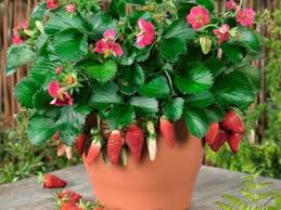 Landscape with myrtle, also known as vinca or periwinkle. How To Grow Strawberries Hgtv