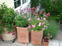 Welche Rosen Eignen Sich Zur Kubelhaltung Auf Der Terrasse Und Wie Gross Die Kubel Dann Seite 1 Rund Um Die Rose Mein Sc Pflanzen Bodendecker Rosen Rosen