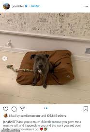 Beyond vaccinations, we also offer microchipping, diagnostic testing, and deworming. Jonah Hill Snuggles Up Next To His New Dog Fig And Offers A Heartfelt Thank You To Animal Rescue Daily Echoed