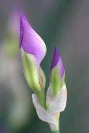 Pin On Flower Buds