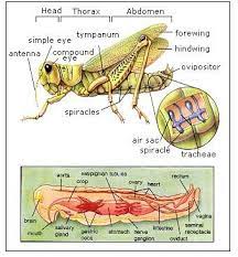 Grasshoppers are a group of insects belonging to the suborder caelifera. Grasshopper Dissection Lab Companion Arthropods Grasshopper Dissection