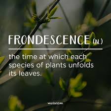 Word For Today Frondescence N The Time At Which Each Species Of Plants Unfolds Its Leaves The Condition Or Period Unusual Words Nature Words Weird Words