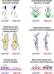 Browse the top sources online for your results. Calcium Sensors Of Ciliary Outer Arm Dynein Functions And Phylogenetic Considerations For Eukaryotic Evolution Cilia Full Text