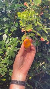 Image result for Pachylobus edulis