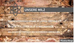 Doktor Weigl Erklart Die Milz Splen Das Filterorgan