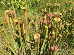 Check spelling or type a new query. Cool Review Of Stanley Rehder Carnivorous Plant Garden Wilmington Nc Tripadvisor
