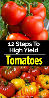Learning how to grow tomatoes is fun and easy. How Many Tomatoes Per Plant Growing 50 80 Lbs Per Plant