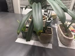 I feel like this will be an unpopular opinion. I bought 4 Phaleonpsis  recently. Zone 3A. I gave one away, I'm nursing 2 in a high humidity area (  my shower room)