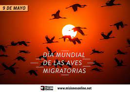 Este y otros santos son celebrados durante el 9 de mayo: Por Que Se Celebra Hoy El Dia Mundial De Las Aves Migratorias Misionesonline