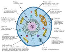 In this guide, we'll explain what animal cells are, the difference between plant and animal cells, and other important information. A Basic Living Animal Cell With It S Organselles Mini Organs All Working Together To Keep It Functioning Cells Project Biology Projects Animal Cell Project