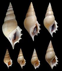 Image result for Scleria delicatula